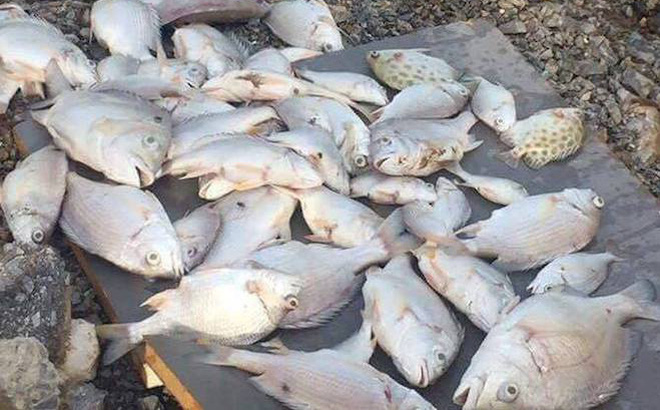 Người dân thu gom được số cá chết trên sông Mai Giang. Ảnh: Hải Bình.